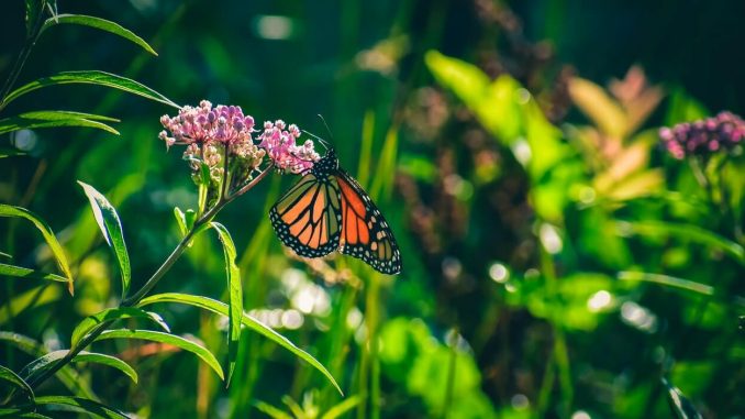 butterfly garden