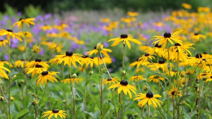 coneflower-rudbeckia