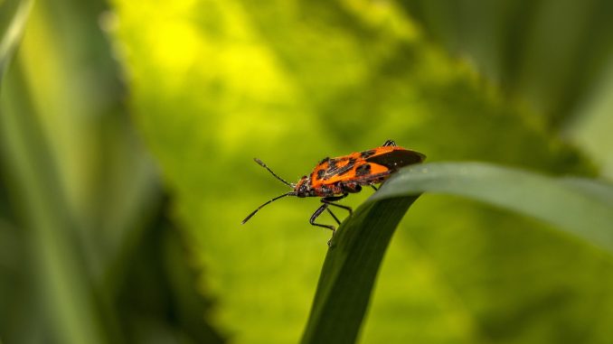 firebug