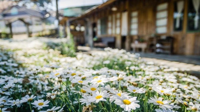 flowers garden