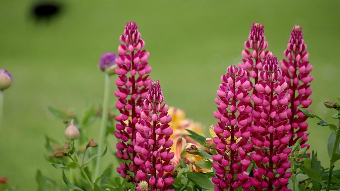 lupines flower