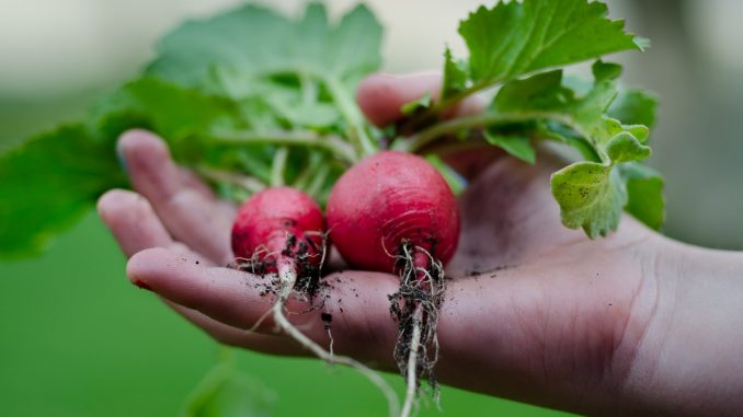 radish vegetable garden