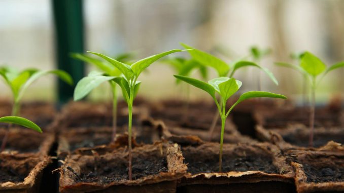 seedling