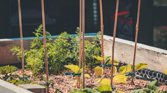 self-cultivation