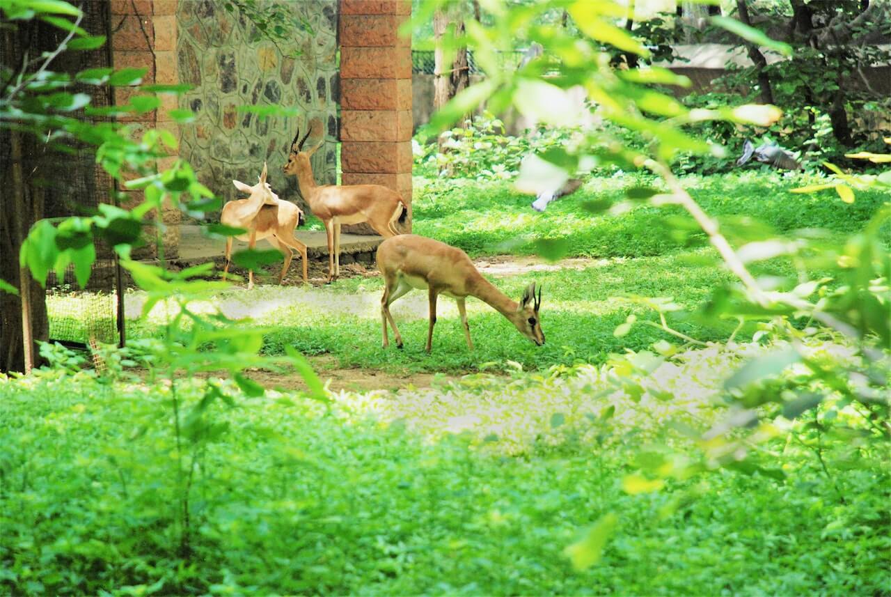 Brown Deer